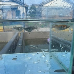 ダルマミックス