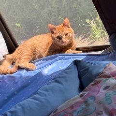 茶トラ猫オスの里親募集中です。