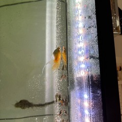 熱帯魚