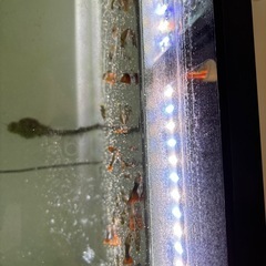 熱帯魚の画像