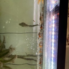 熱帯魚の画像