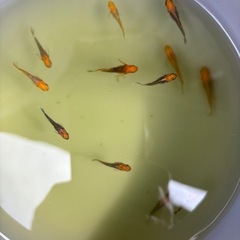 決まりました。メダカ　訳あり　　めだか