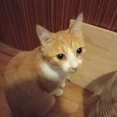 人懐こいかわいい猫です