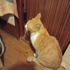 人懐こいかわいい猫です − 富山県