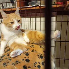 人懐こいかわいい猫です - 滑川市