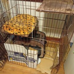 人懐こいかわいい猫です - 猫