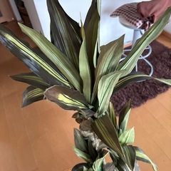 造花、観葉植物、お値引き相談に応じますの画像