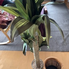 造花、観葉植物、お値引き相談に応じますの画像