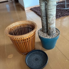 造花、観葉植物、お値引き相談に応じますの画像