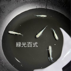 緑光百式の画像