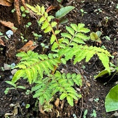 山椒の苗　　サンショ