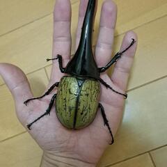 ヘラクレスオオカブトムシ　151mm 　雄1匹　掲載は日曜日まで！　以降はオークション出品予定！の画像