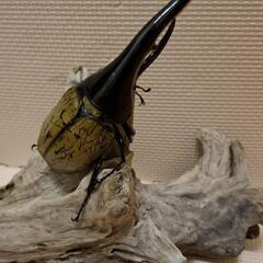 ヘラクレスオオカブトムシ　151mm 　雄1匹　掲載は日曜日まで！　以降はオークション出品予定！の画像
