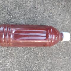 PSB培養 バクテリア500ml
