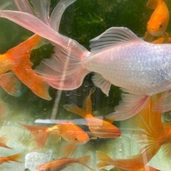金魚