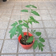 🍅ミニトマト苗🌱スィートベル　④