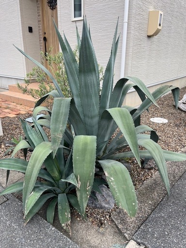 アガベアメリカーナ大株。引き取り限定。