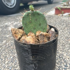 サボテン　オプンチア　サンタリタ
　