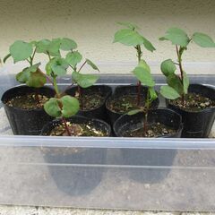 25.5.31 更新 : 綿花　コットンフラワーの苗 ・・ポット...
