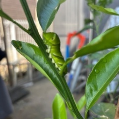 アゲハ蝶の幼虫