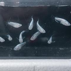 無人販売、サボテンだるまメダカの画像