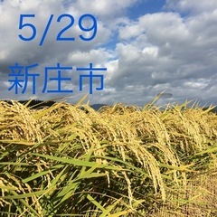 ひとり親限定！無料！お米プレゼント企画！玄米精米済み！▲新庄市！...