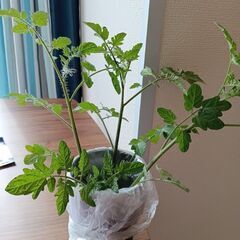 ミニトマトわき芽