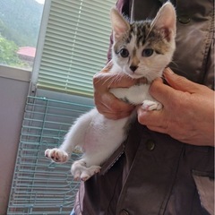 可愛いキジシロさん　2ヶ月