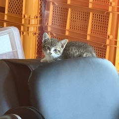里親募集 猫 子猫 - 鉾田市
