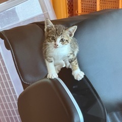 里親募集 猫 子猫 - 猫