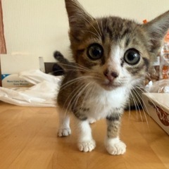 里親募集 猫 子猫