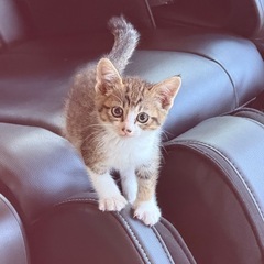 里親募集 猫 子猫 − 茨城県