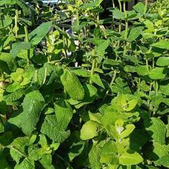 ミント🌿②貰ってくださいの画像