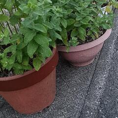 ミント🌿②貰ってくださいの画像