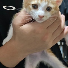 女の子の子猫の里親さん募集