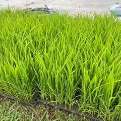新米令和7年玄米キヌムスメ30キロ