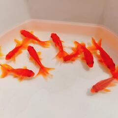 金魚15匹