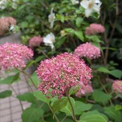 ピンクのアナベル、渦紫陽花