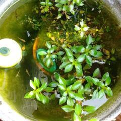 水草 ミズユキノシタ？の画像
