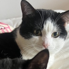 猫アレルギーになったため里親を探しています