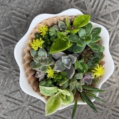 多肉植物のそのまま飾れる寄せ植えの画像