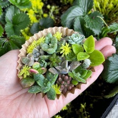 多肉植物のそのまま飾れる寄せ植えの画像