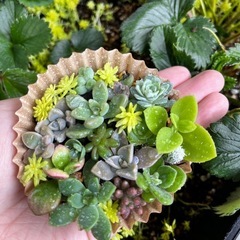 多肉植物のそのまま飾れる寄せ植えの画像
