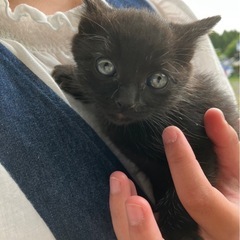 自宅の蔵で野良猫が出産してしまい里親を募集しています。健康状態は...