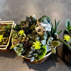 多肉植物の寄せ植え恐竜のあかちゃんの画像
