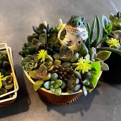 多肉植物の寄せ植え恐竜のあかちゃんの画像
