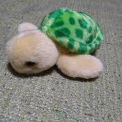 甲羅が脱げる　カメ　ぬいぐるみの画像