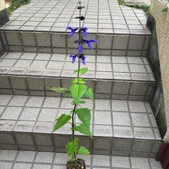 メドーセイジ