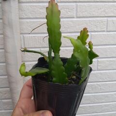 フィッシュボーンカクタス① サボテン 観葉植物