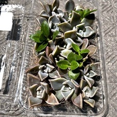 朧月とベビーサンローズ　